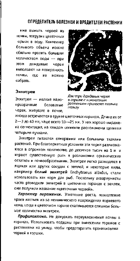 Энхитреи — мелкие малопрозрачные беловатые черви, живущие в почве, иногда встречаются в грунте цветочных горшков. Длина их от 2—3 до 40 мм, чаще всего 10—25 мм. У них хорошо выражена сегментация, на каждом сегменте расположены щетинки четырьмя пучками.