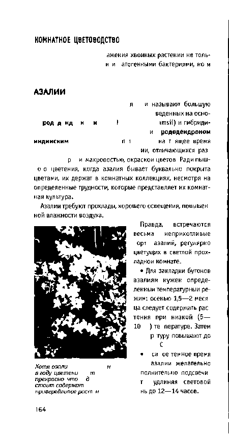 Правда, встречаются весьма неприхотливые орт азалий, регулярно цветущих в светлой прохладной комнате.