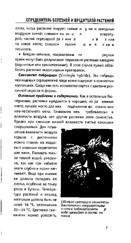 Сииниигия гибридная фпгйпд а ИуЬпйа). Эти гибриды межвидовых скрещиваний чаще всего содержат в комнатных коллекциях. Среди них есть множество сортов с цветами различной окраски и формы.