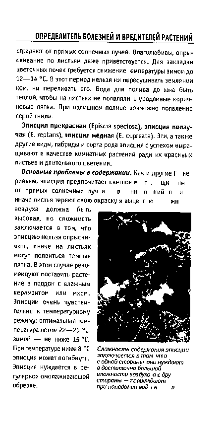 При температуре ниже 8 °С эписция может погибнуть.