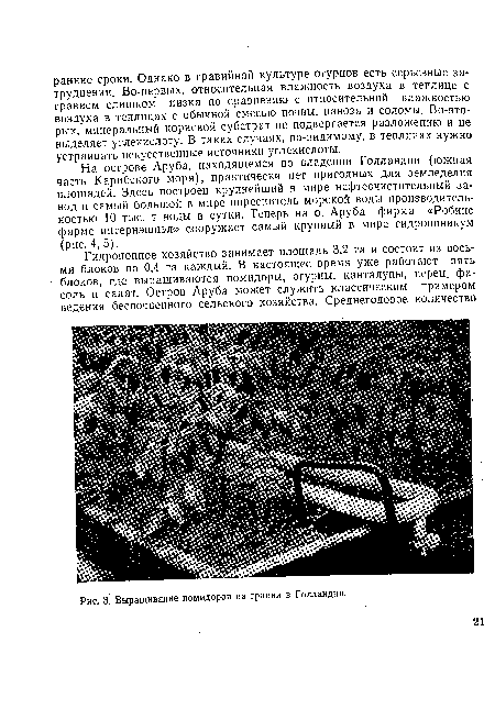 Выращивание помидоров на гравии в Голландии.