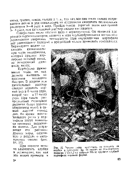 Руками легко проверить, не остались ли клубни в субстрате. За 14 недель со стандартного поддона (15X1,2 м) собрали 378 кг крупных клубней картофеля хорошей формы.