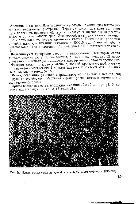 Ирисы, высаженные на гравий в хозяйстве «Электрофлора» (Швеция).