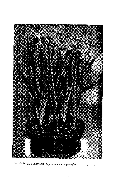 Чаша с Желтыми нарциссами в вермикулите.,