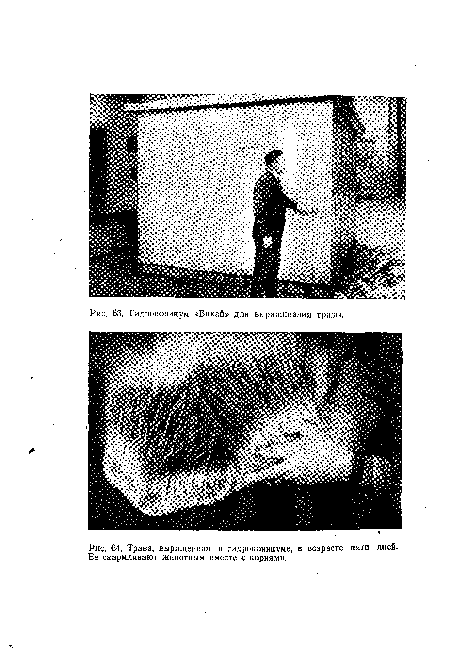 Трава, выращенная в гидропоникуме, в возрасте Ее скармливают животным вместе с корнями.