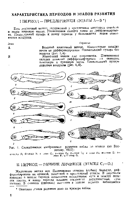 Схематическое изображение развития воблы по этапам (по Васнецову, 1957)