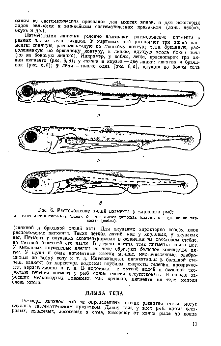Расположение линий пигмента у карповых рыб