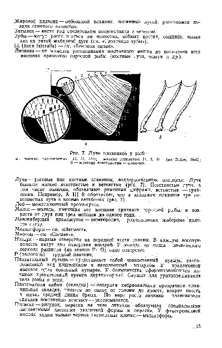 Лучи плавников у рыб