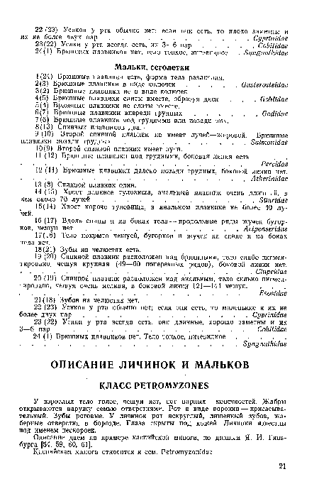 У взрослых тело голое, чешуи нет, нет парных конечностей. Жабры открываются наружу семью отверстиями. Рот в виде воронки — присасывательный. Зубы роговые. У личинок рот некруглый, лишенный зубов, жаберные отверстия в борозде. Глаза скрыты под кожей. Личинки известны под именем пескороек.