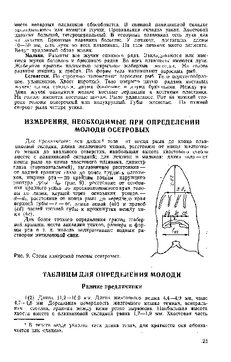 Схема измерений головы осетровых.