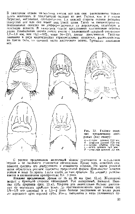 Головы поздних предличинок осетровых (вид снизу)