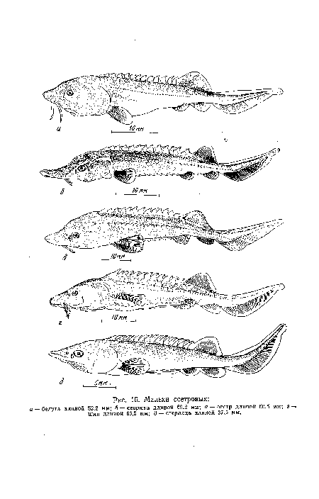 Мальки осетровых