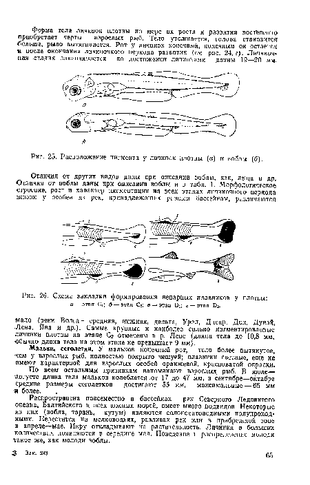 Расположение пигмента у личинок плотвы (а) и воблы (б).