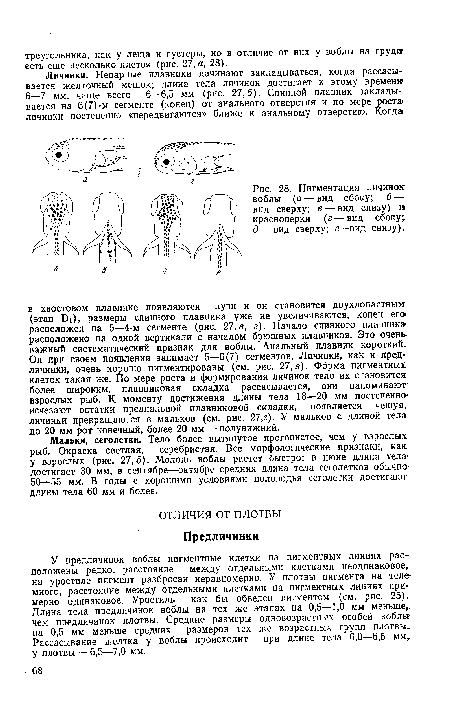 Пигментация личинок воблы (а— вид сбоку; б — вид сверху; в — вид снизу) и красноперки (г — вид сбоку; д — вид сверху; е—вид снизу).