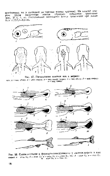 Пигментация личинок язя и жереха