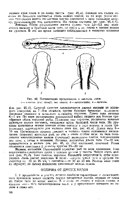 Пигментация предличинок и личинок линя