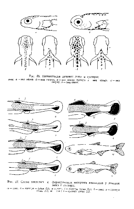 Схема закладки и формирования непарных плавников у личинок