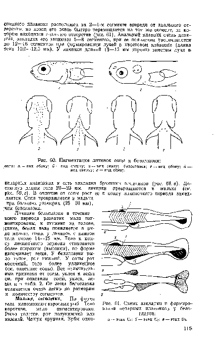 Пигментация личинок сопы и белоглазки