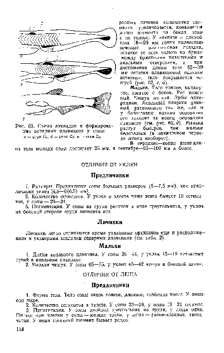 Схема закладки и формирования непарных плавников у сопы