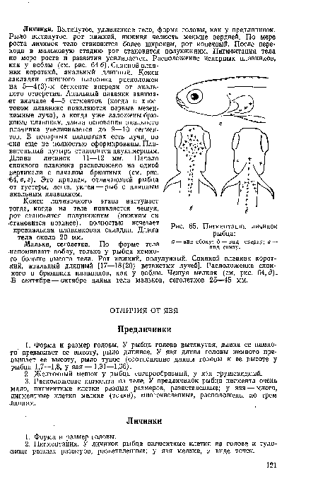 Пигментация личинок рыбца