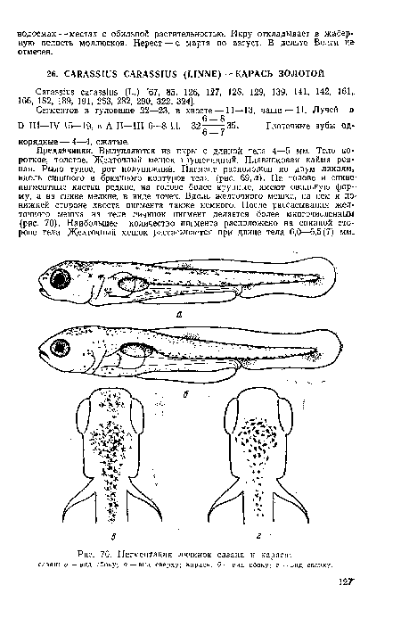 Пигментация личинок сазана и карася