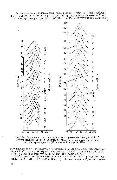 Вариационные кривые линейных размеров молоди воблы," наблюдавшиеся на двух суточных станциях в пределах двух различных группировок (31 июля — 1 августа 1959 г.).
