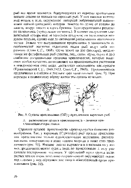 Органы приклеивания (ОП) у предличинок карповых рыб