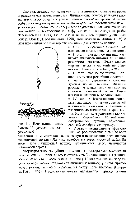 Всплывание вверх "свечкой" предличинок осетровых рыб