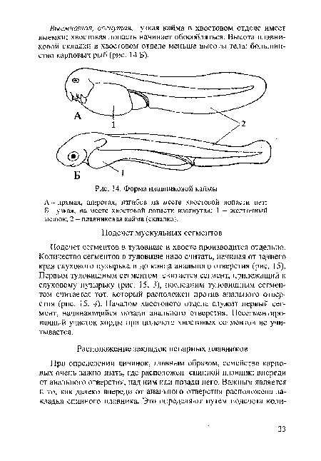 Форма плавниковой каймы