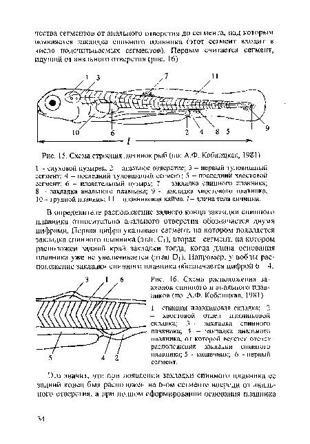 Схема строения личинок рыб (по