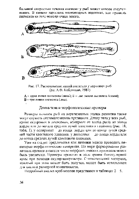 Расположение линий пигмента у карповых рыб (по
