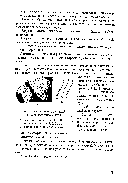 Лучи плавников у рыб (по