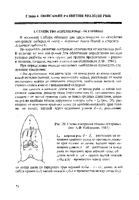 Схема измерения головы осетровых (по