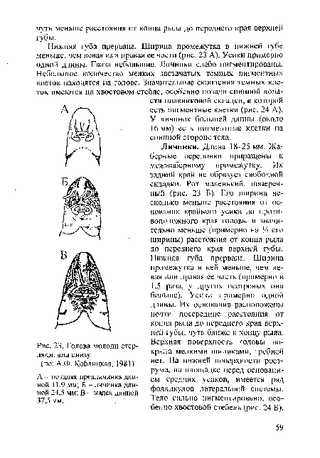 Голова молоди стерляди