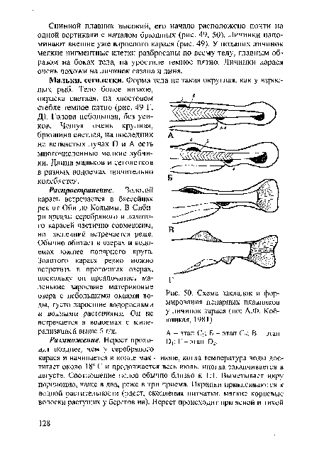 Схема закладок и формирования непарных плавников у личинок карася (по