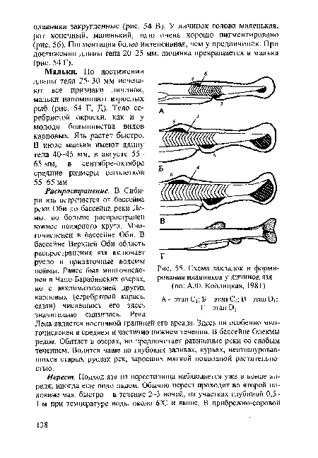 Схема закладок и формирования плавников у личинок язя (по