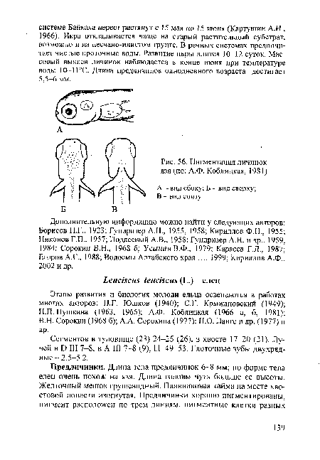 Пигментация личинок язя (по