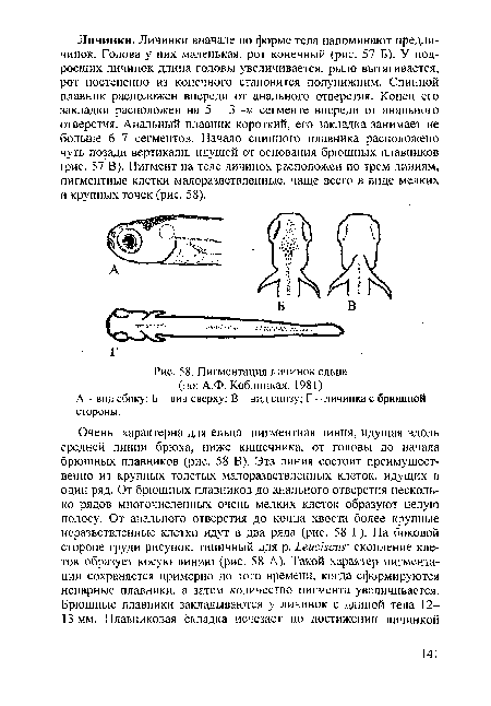 Пигментация личинок ельца (по