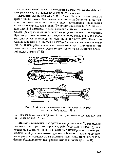 Молодь озерного гольяна Ркохтиярегепигт (по