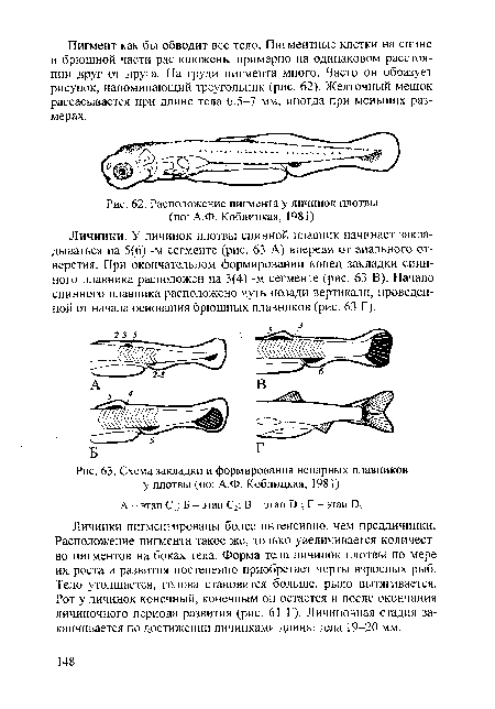Расположение пигмента у личинок плотвы (по