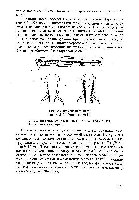 Пигментация линя (по