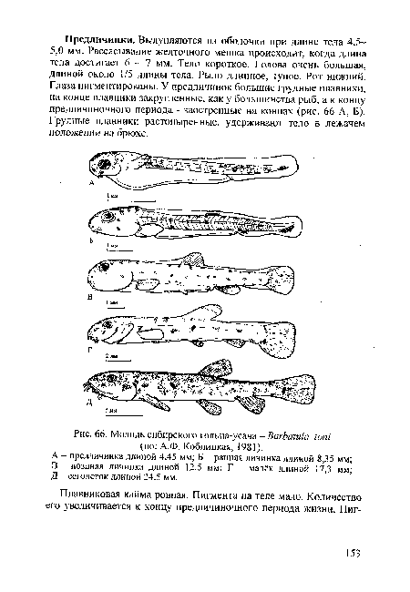 Молодь сибирского гольца-усача - ВагЬшиШ ют (по