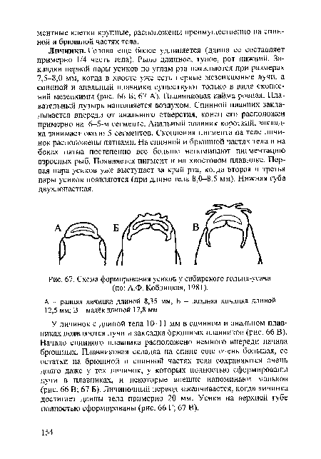 Схема формирования усиков у сибирского гольца-усача (по