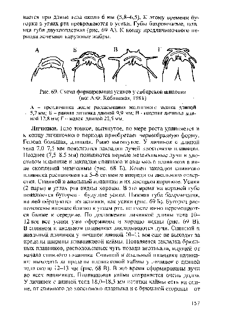 Схема формирования усиков у сибирской щиповки (по