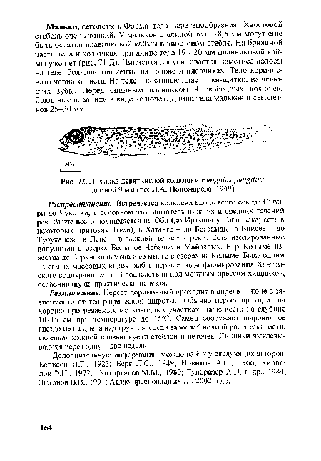 Личинка девятииглой колюшки Pungitius pungitius длиной 9 мм (по