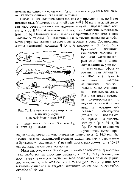 Пигментация и формирование плавников у окуня (по