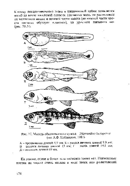 Молодь обыкновенного судака - 8йго&Хг<Иоп Ысюрегса (по