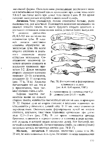 Пигментация и формирование плавников у судака (по