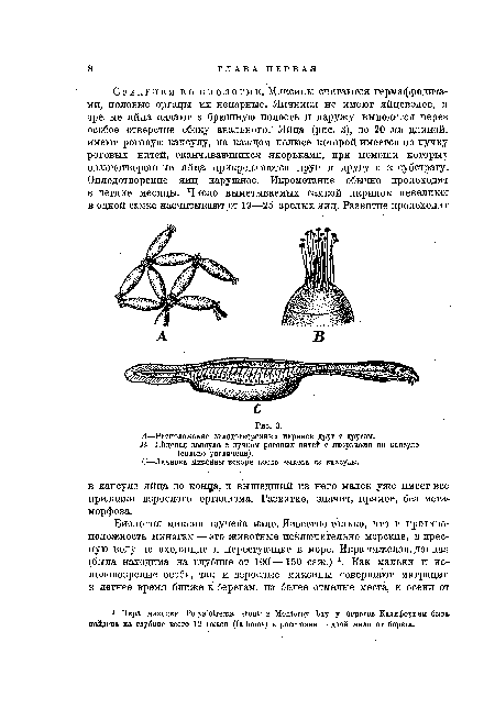 А—Расположение оплодотворенных икринок друг с другом.