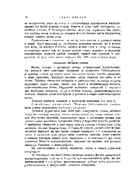 Промыслового значения не имеют, хотя кое-где и употребляются в пищу. Мясо миксины не отличается хорошим вкусом, но в копченом виде, по мнению Смита, вполне может итти в пищу. В местах, посещаемых миксиной, их можно ловить очень хорошо: в ловушку, наполненную мертвой рыбой (пикшей, сайдой или треской) и опущенную на дно, попадается нередко 100—200 штук миксин зараз.